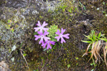 Primula waddellii