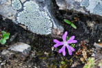 <i>Primula waddellii </i>