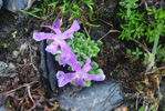 <i>Primula waddellii </i>