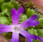 Primula waddellii