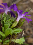 <i>Primula waddellii </i>
