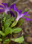 Primula waddellii