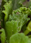 <i>Primula waddellii </i>