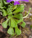<i>Primula waddellii </i>