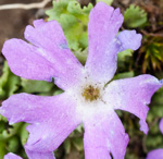 Primula waddellii