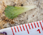 <i>Primula waddellii </i>