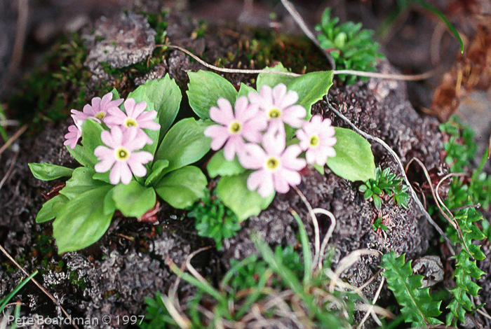 <i>Primula walshii </i>