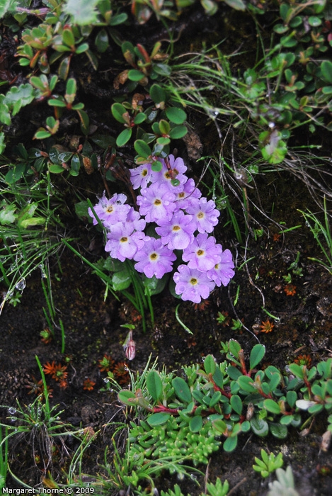 <i>Primula walshii </i>