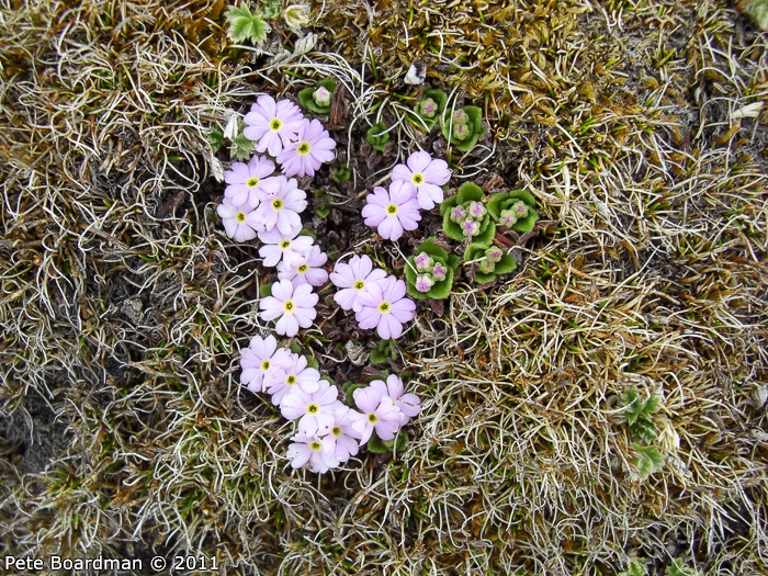 <i>Primula walshii </i>