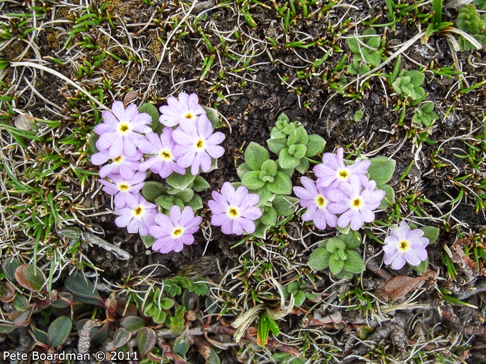 <i>Primula walshii </i>