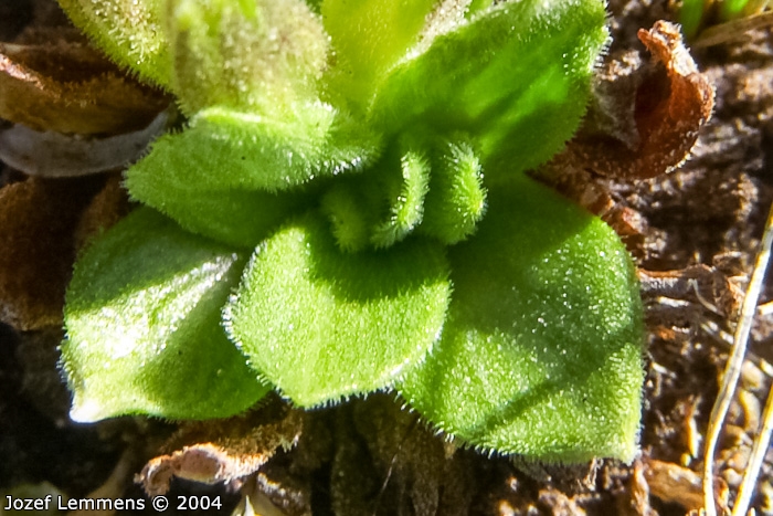 <i>Primula walshii </i>