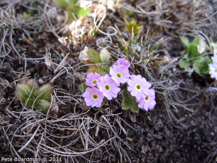 <i>Primula walshii </i>