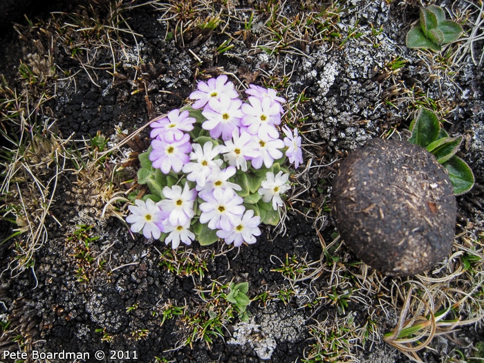 <i>Primula walshii </i>