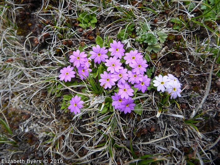 <i>Primula walshii </i>