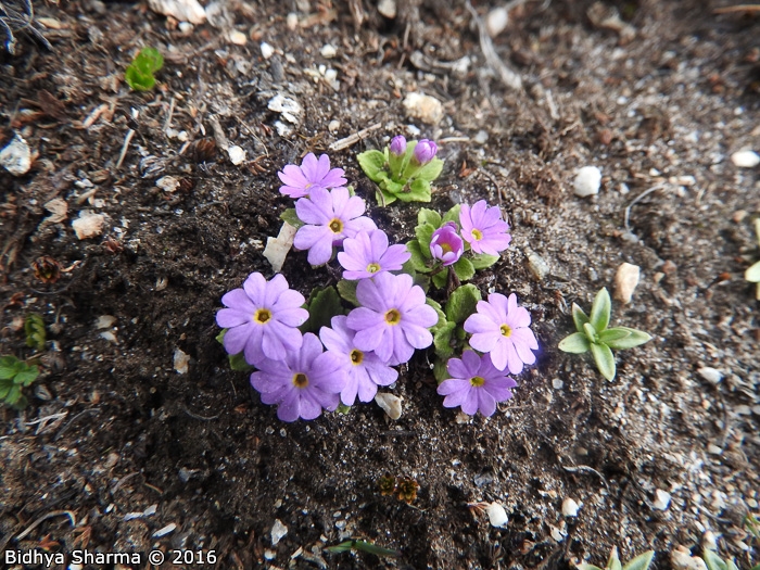 <i>Primula walshii </i>