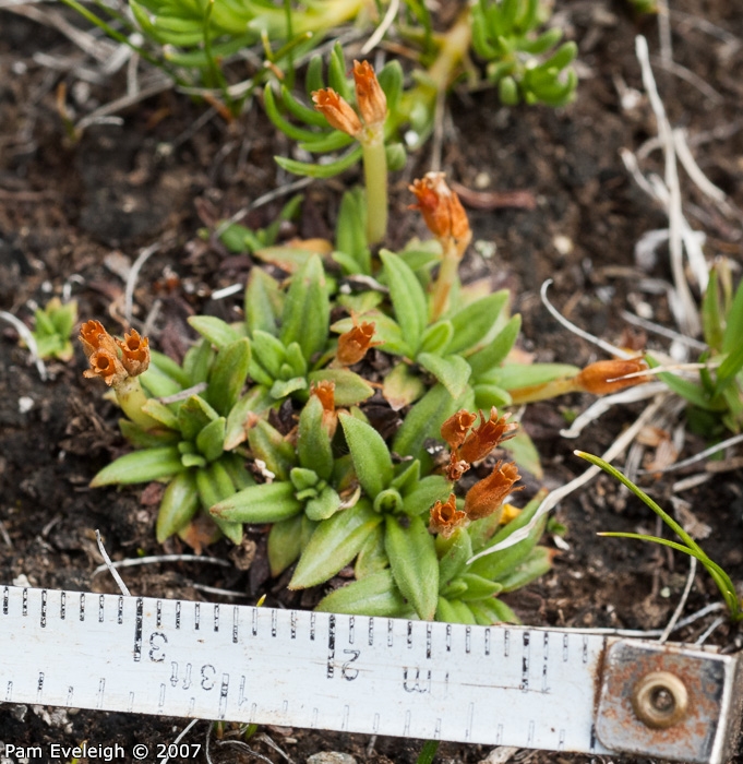 <i>Primula walshii </i>