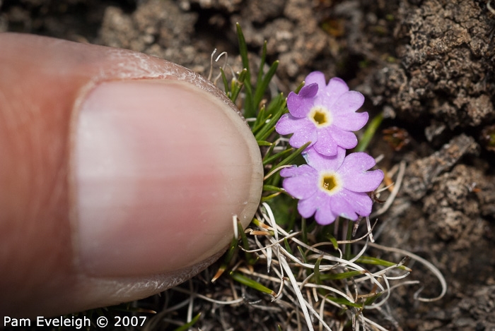 <i>Primula walshii </i>