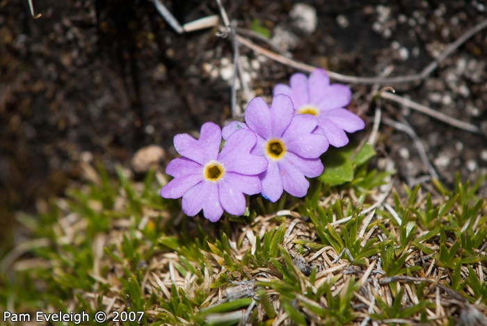 <i>Primula walshii </i>