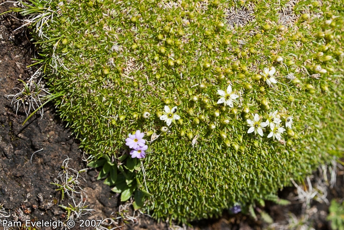 <i>Primula walshii </i>