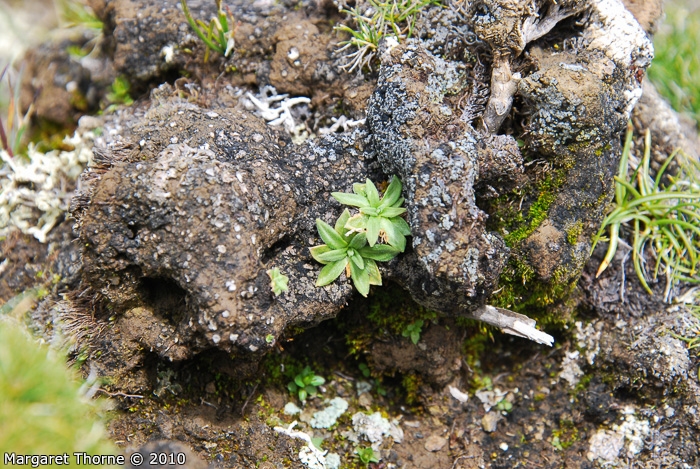 <i>Primula walshii </i>