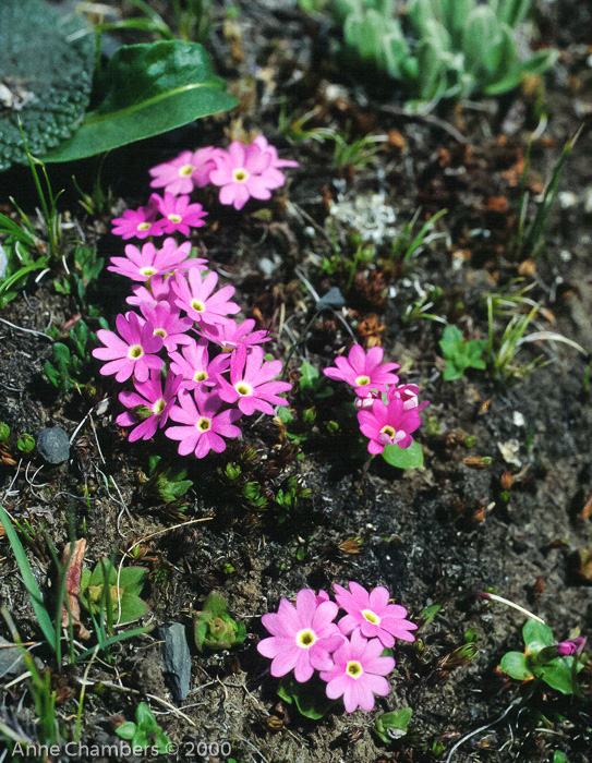 <i>Primula walshii </i>