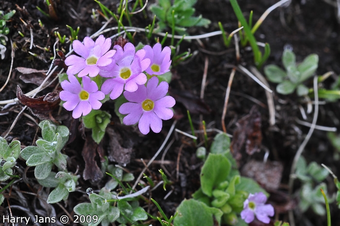 <i>Primula walshii </i>