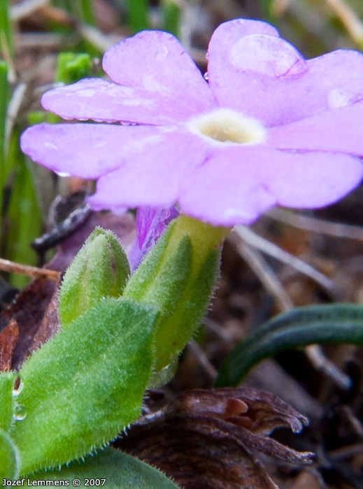 <i>Primula walshii </i>