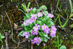 <i>Primula walshii </i>