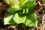 <i>Primula walshii </i>