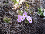 <i>Primula walshii </i>