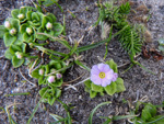 <i>Primula walshii </i>
