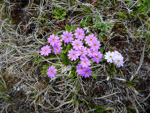 <i>Primula walshii </i>