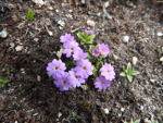 <i>Primula walshii </i>