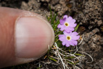 <i>Primula walshii </i>