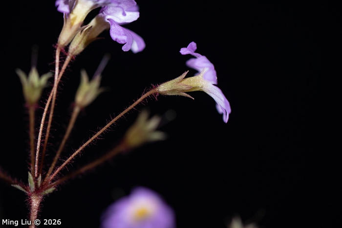 <i>Primula wangii </i>