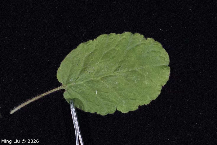 <i>Primula wangii </i>