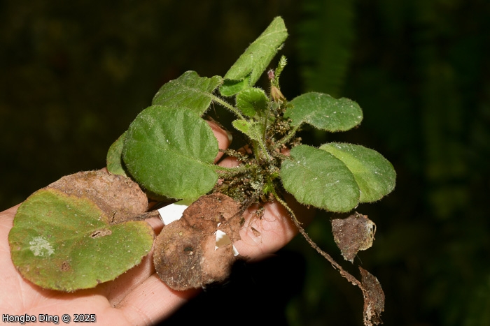 <i>Primula wangii </i>