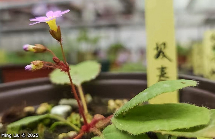 <i>Primula wangii </i>