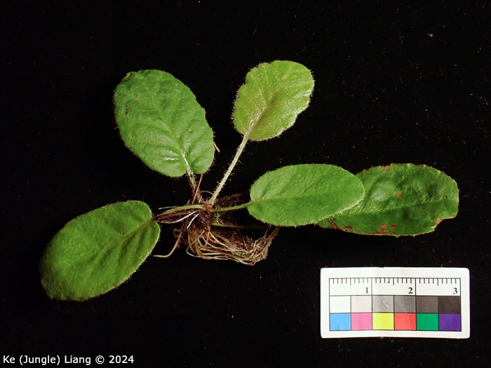 <i>Primula wangii </i>