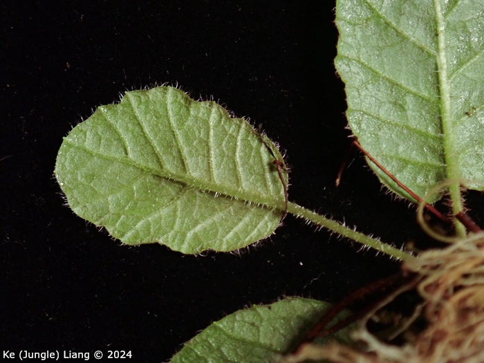 <i>Primula wangii </i>