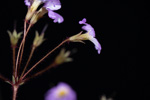 <i>Primula wangii </i>