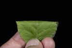 <i>Primula wangii </i>