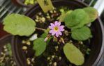 <i>Primula wangii </i>