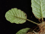 <i>Primula wangii </i>