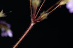 <i>Primula wangii </i>