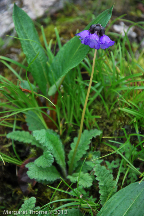 <i>Primula wattii </i>