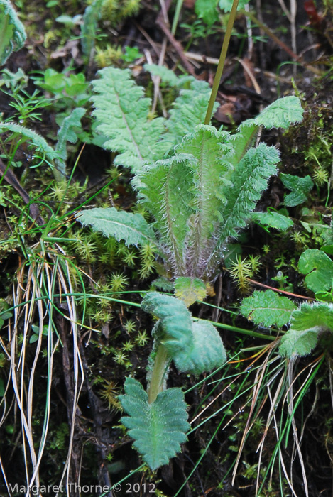 <i>Primula wattii </i>