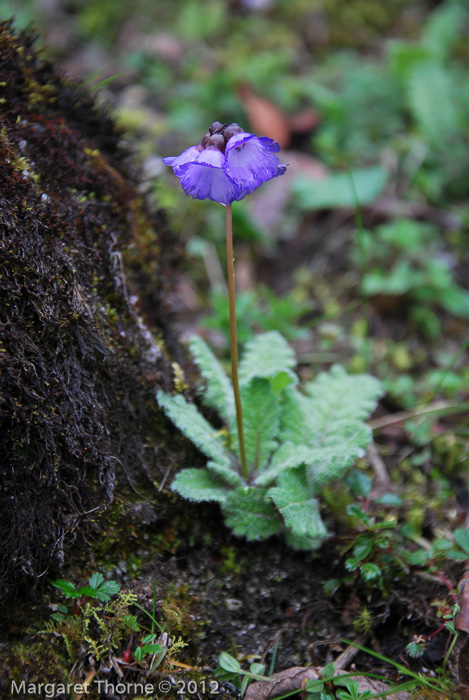 <i>Primula wattii </i>