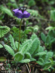 <i>Primula wattii </i>