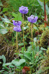 <i>Primula wattii </i>